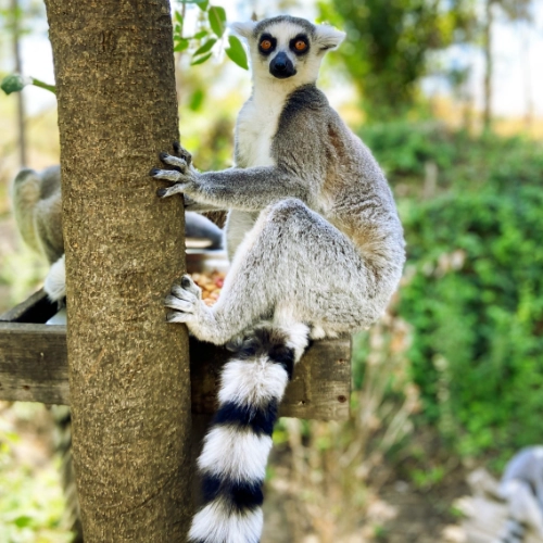Fauna